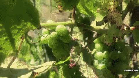 A video of a vineyard and airplane